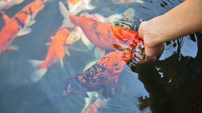 杜仲飼料添加劑