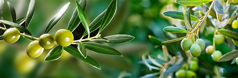 油橄欖葉