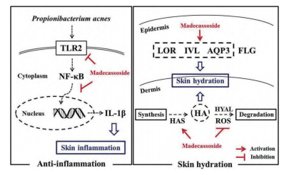 羥基積雪草苷皮膚水合作用機(jī)制
